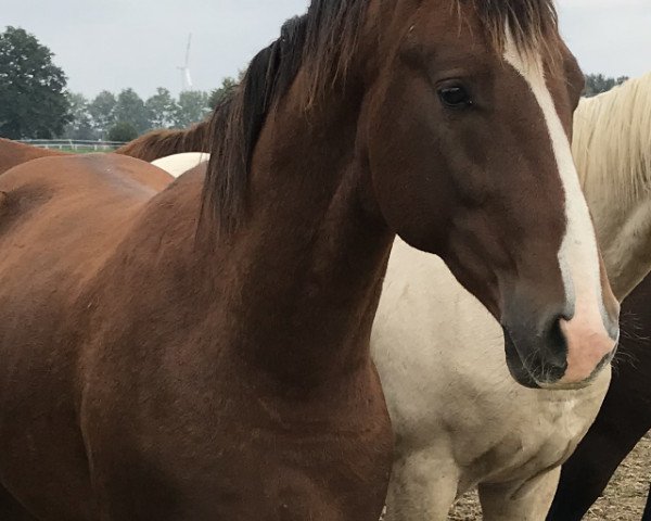 dressage horse Brunello 20 (Oldenburg, 2018, from Callaho's Benicio)