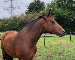 broodmare Eye Queen WD (KWPN (Royal Dutch Sporthorse), 2009, from Toulon)