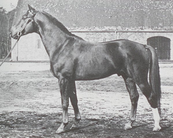 stallion Abhang I (Hanoverian, 1953, from Abglanz)