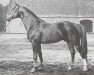 stallion Abhang I (Hanoverian, 1953, from Abglanz)