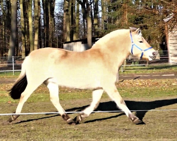 broodmare Melinda G (Fjord Horse, 2015, from Dan vom Oderhaff)