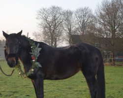 broodmare Emotion (Hanoverian, 2004, from Escudo I)