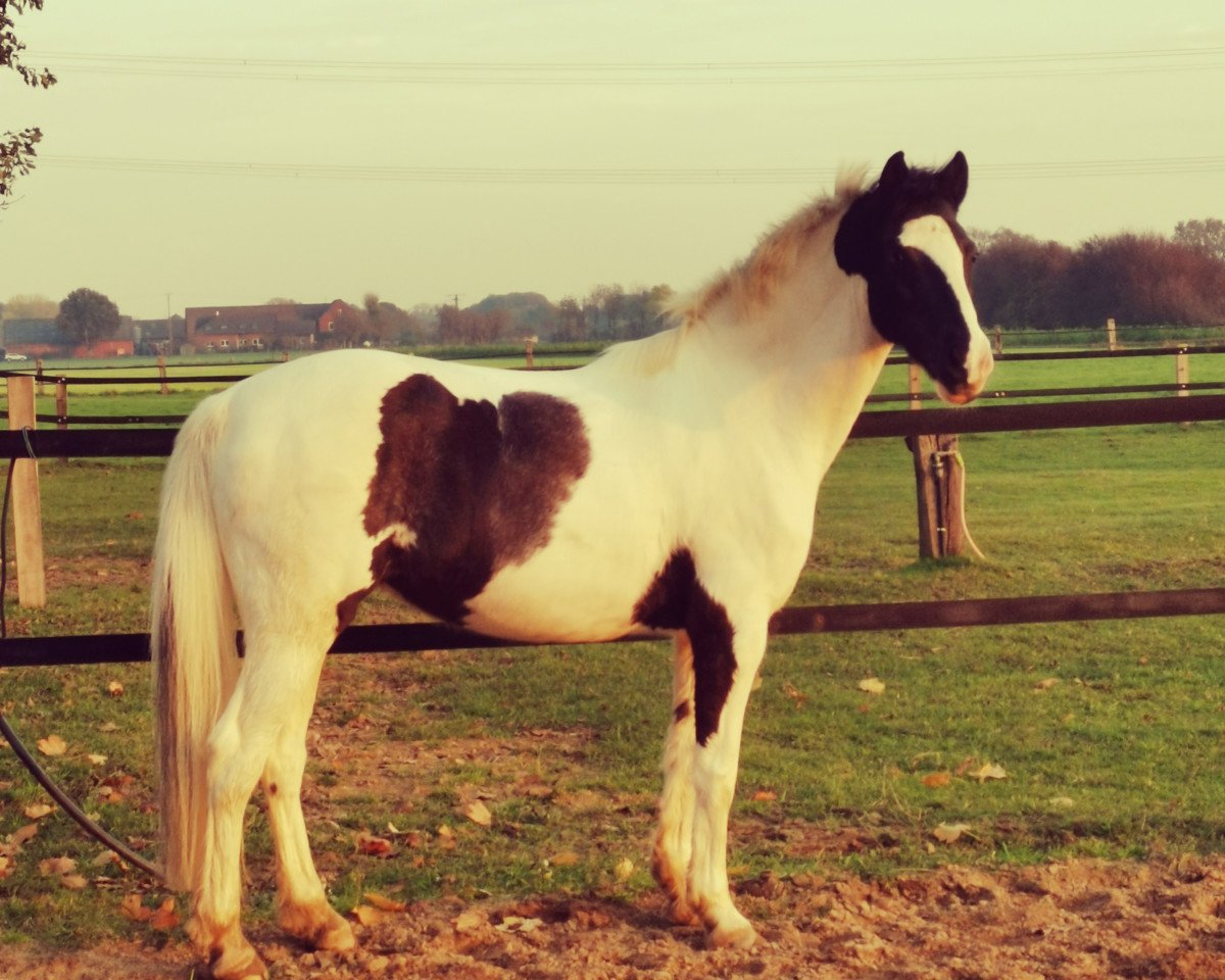 dressage horse Marni Top Diamond (British Sport Horse, 2006, from Country Top Dollar)