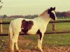 dressage horse Marni Top Diamond (British Sport Horse, 2006, from Country Top Dollar)