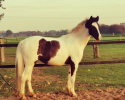 dressage horse Marni Top Diamond (British Sport Horse, 2006, from Country Top Dollar)