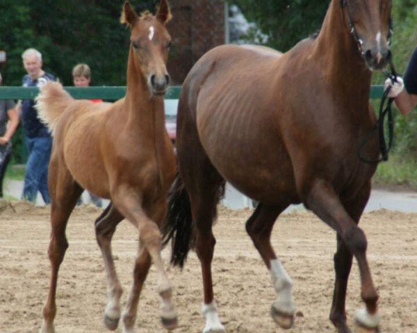 Dressurpferd Donnerwetter (Deutsches Reitpony, 2017, von Don Dino L)