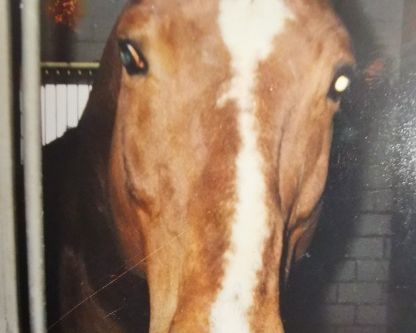 stallion Alexo (Mecklenburg, 1990, from Apollo)