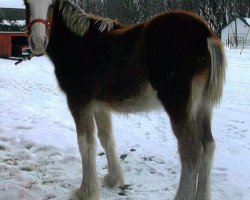 Pferd Stonehaven Agnes of Dunbar (Clydesdale, 2016, von Boulder Bluff Buster)