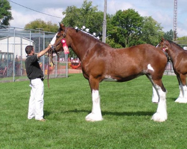 horse Stone Croft Perfect Jewel (Clydesdale, 1999, from Ayton Final Achievement)