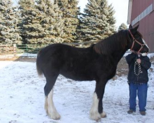 Pferd Ridgeview's Petite Cherie (Clydesdale, 2019, von Copper Hill's Master Bentley)