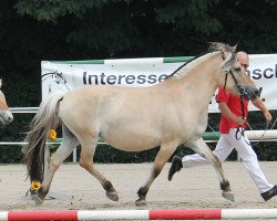 broodmare Olina (Fjord Horse, 2002, from Bolseten N.2825)