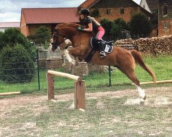 dressage horse Bravour 68 (New Forest Pony, 2004, from Lamento III)