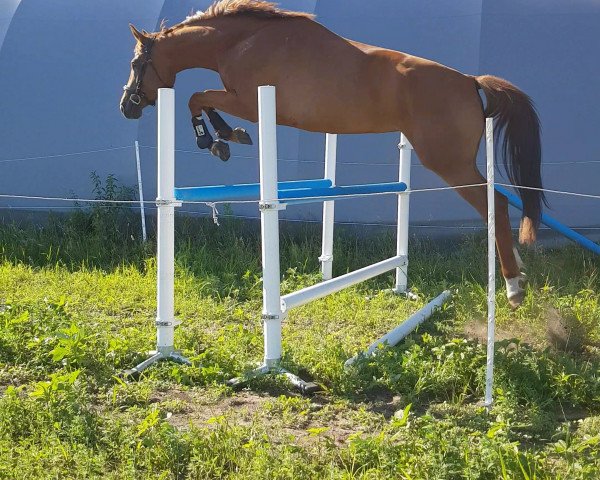 Springpferd Kasandra (Deutsches Sportpferd, 2016, von Kasanova de La Pomme)
