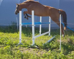 jumper Kasandra (German Sport Horse, 2016, from Kasanova de La Pomme)