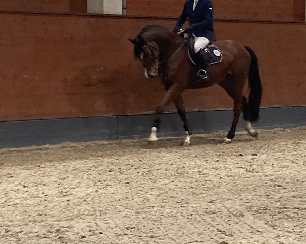 jumper Lequinzo (Hanoverian, 2015, from Lavagon)
