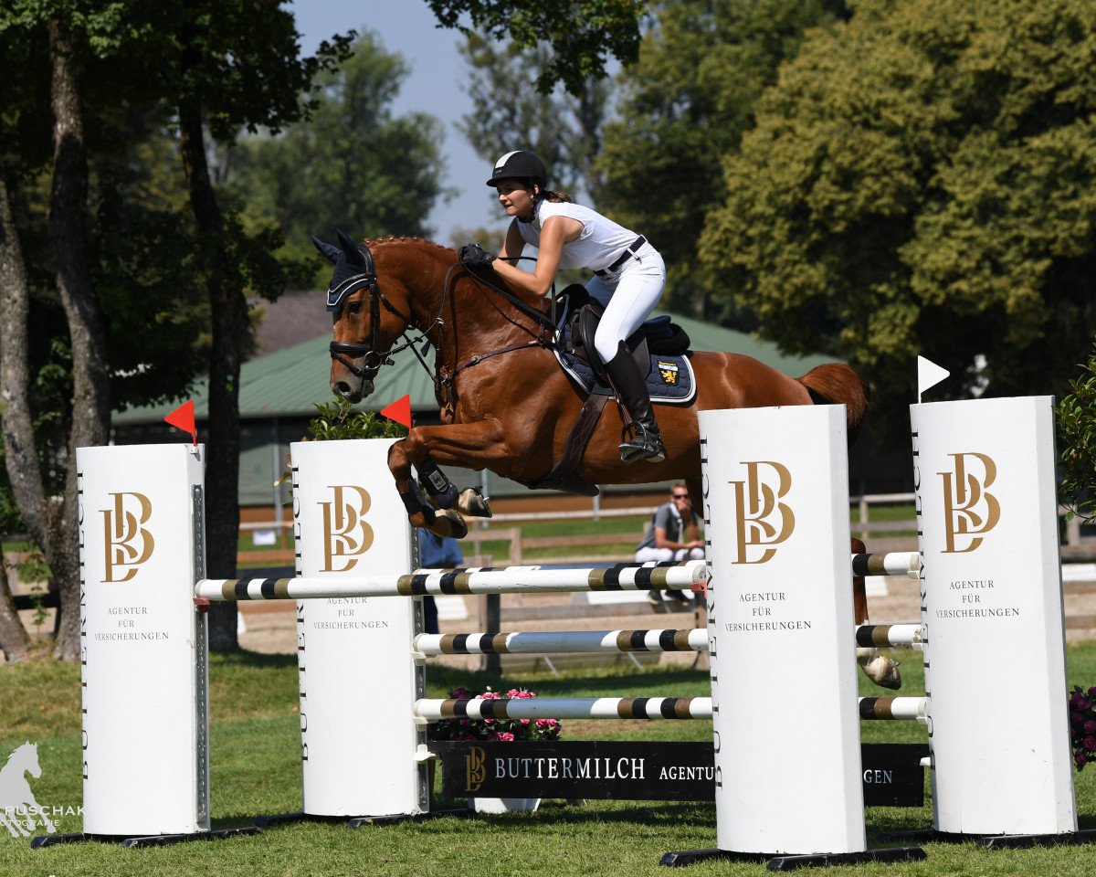 jumper Santani (Holsteiner, 2011, from Sandro Boy)