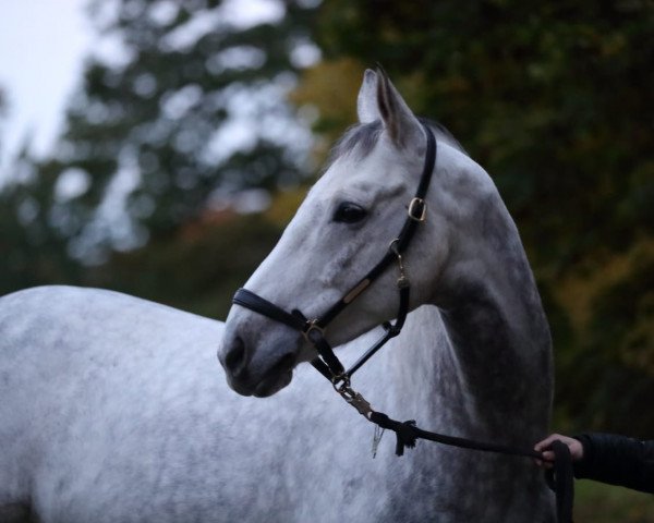 jumper Best picture TF Huber (Hanoverian, 2012, from Balou du Rouet)