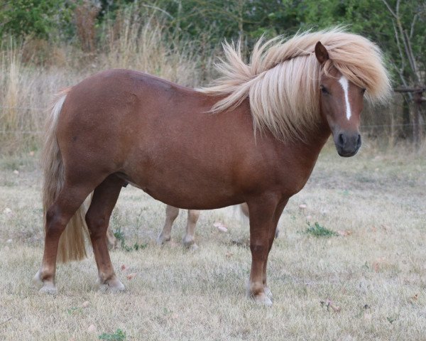 Zuchtstute Diana (Shetland Pony, 2014, von Advokat)