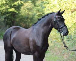 jumper Nightfire (German Riding Pony, 2014, from Fehkamps Nightley)