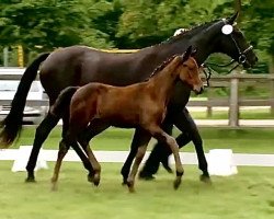 broodmare Magee (Oldenburg, 2014, from Métall)