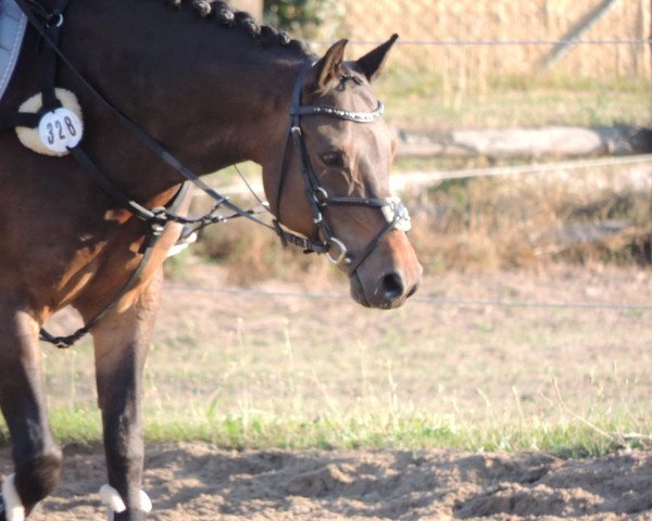 Dressurpferd Windborne's Willy Wonka (Deutsches Reitpony, 2012, von Windborne Joshua)