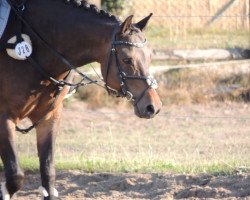 dressage horse Windborne's Willy Wonka (German Riding Pony, 2012, from Windborne Joshua)