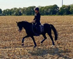 horse Maxima v. Borkenbrink (Welsh-Pony (Section B), 2002, from Wortley Magic)