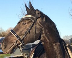 dressage horse Pikardo Windesi (Westphalian, 2010, from Pik Labionics)