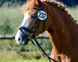 stallion Magic Boy (Welsh, 2003, from Wortley Magic)