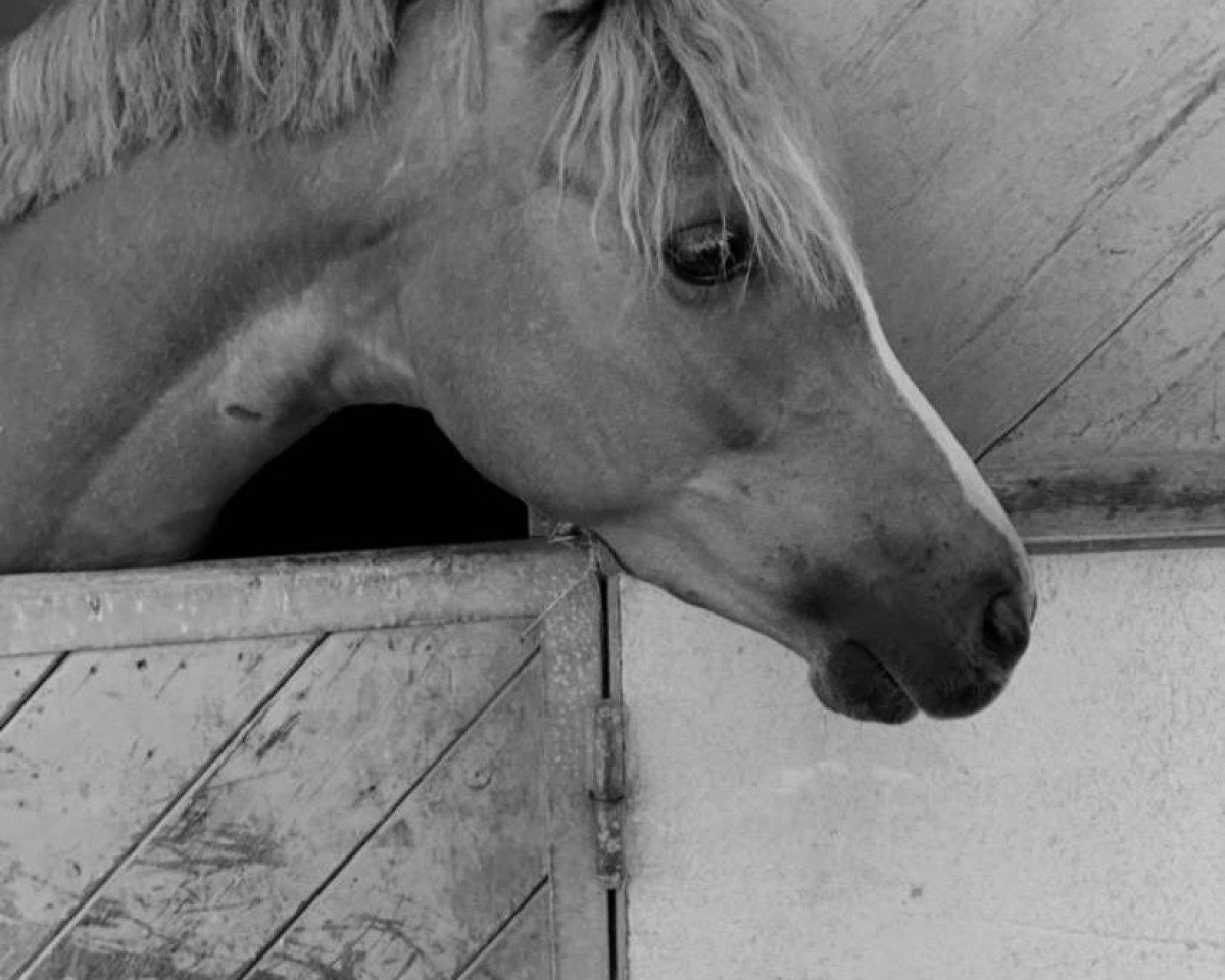 broodmare Bel Berita E (German Riding Pony, 2016, from Churchill E WE)