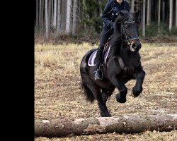 Springpferd Rimmersgard Ryley (Fell Pony, 2003, von Border Rambler)