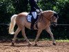 dressage horse Alfi 35 (Haflinger, 2007, from Anthony)