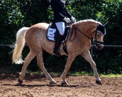 dressage horse Alfi 35 (Haflinger, 2007, from Anthony)