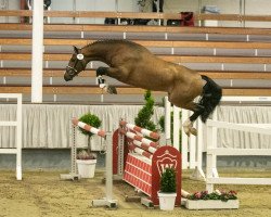 stallion Narciso Blue (KWPN (Royal Dutch Sporthorse), 2018, from Zirocco Blue)