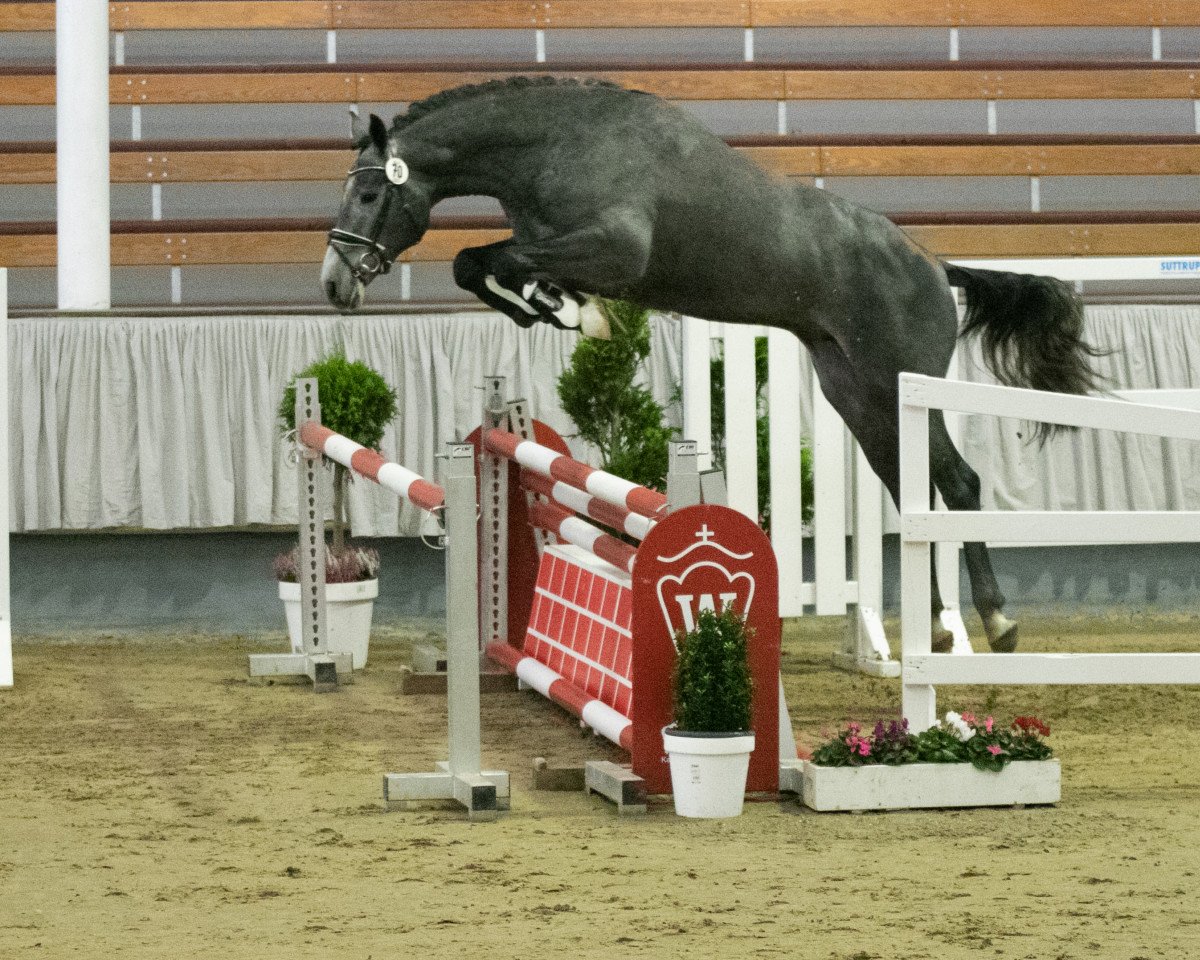stallion NARCING (KWPN (Royal Dutch Sporthorse), 2018, from Irvington VDL)