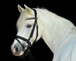 jumper Gino 579 (German Riding Pony, 2001)