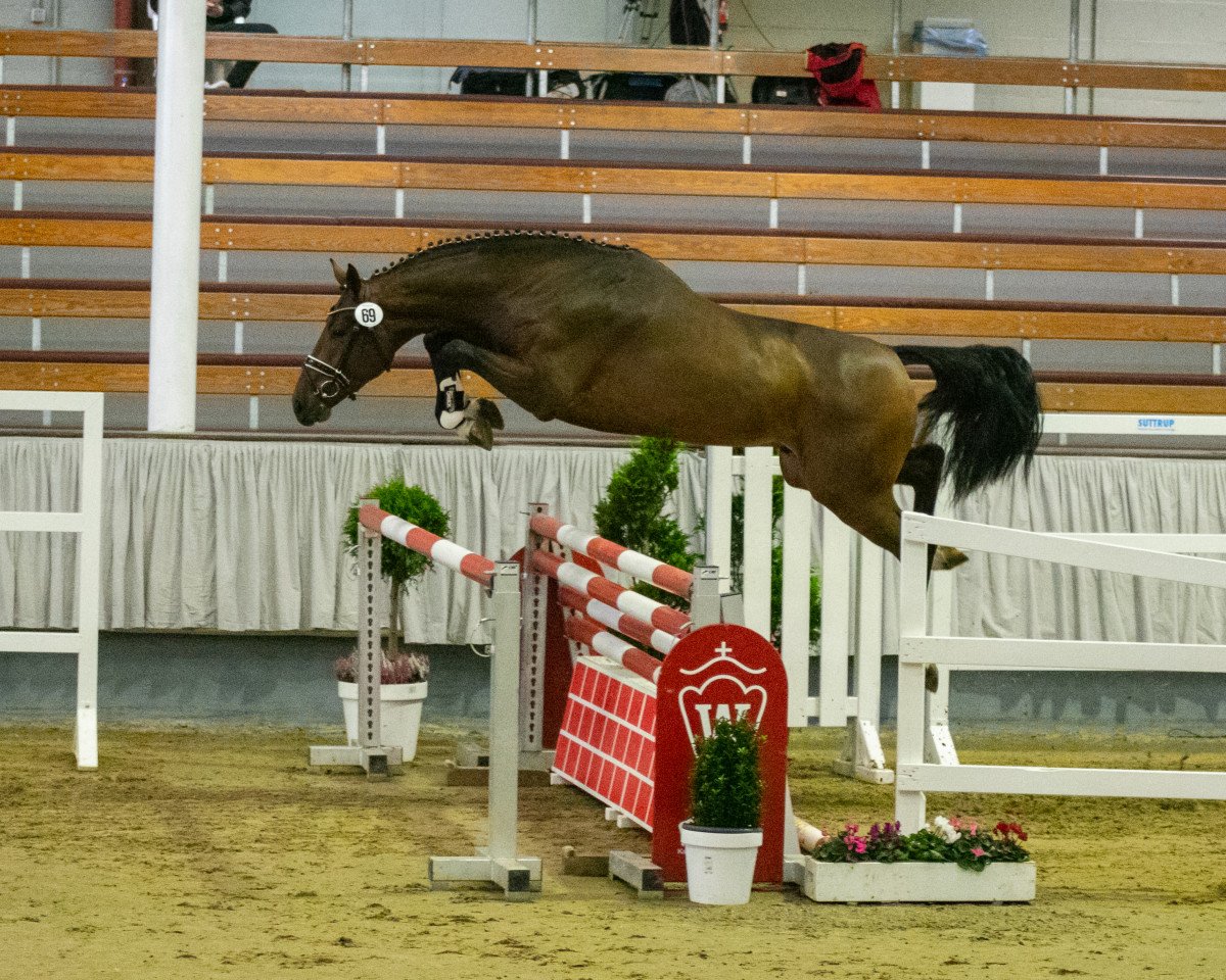 Deckhengst Haaland (Hannoveraner, 2018, von Hickstead White)