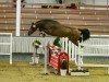 stallion Haaland (Hanoverian, 2018, from Hickstead White)