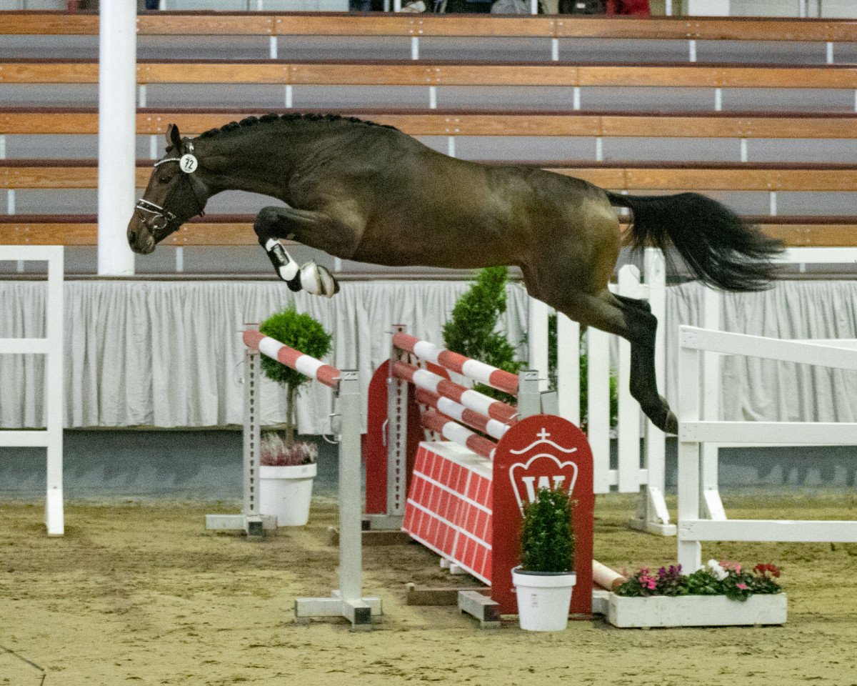 stallion Lordino 19 (Westphalian, 2018, from Los Arpeggio)