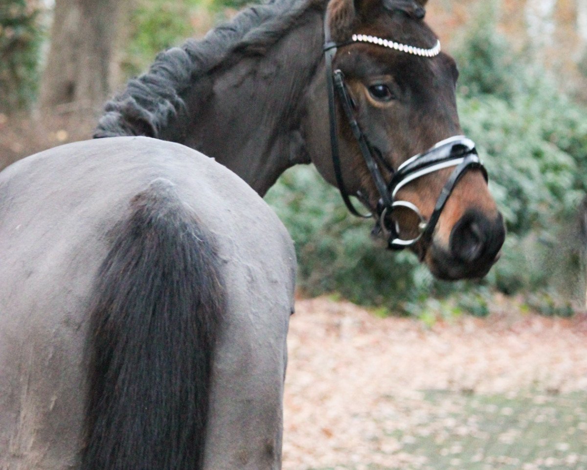 Zuchtstute HK Die kleine Nobless (Deutsches Reitpony, 2018, von Der feine Lord AT)