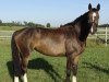 broodmare Toffifee 33 (Oldenburg, 2006, from Quality 9)