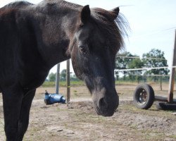 horse Charly (Shetland Pony, 1999)