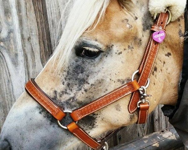 Pferd Lucy (Haflinger, 2016, von Stavarin)