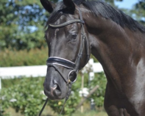 dressage horse Sir Henry (Hanoverian, 2013, from Spörcken)