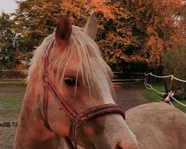 Dressurpferd Wallrabensteins Darwin (Deutsches Reitpony, 2018, von Diamond Touch NRW)