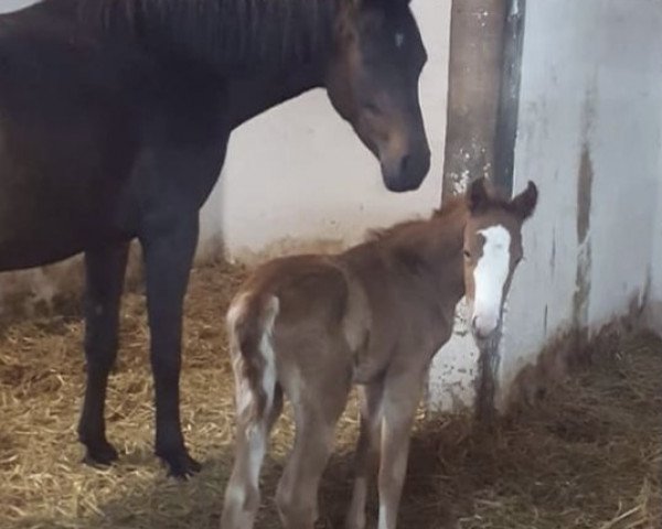 Pferd Magellan 39 (Deutsches Reitpony, 2018, von The Braes My Mobility)