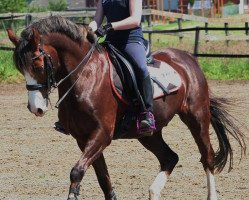 dressage horse River of Dream (Welsh-Pony (Section B), 1997, from Rakt's Rocky)