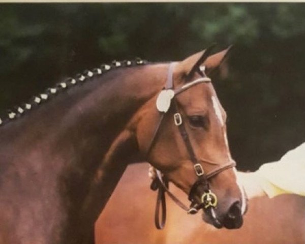 broodmare Arabella-Julijet (German Riding Pony, 1996, from Welcome Sympatico)
