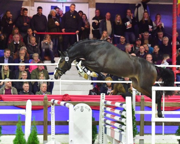 stallion Merleau Blue (Oldenburg show jumper, 2017, from Million Dollar)