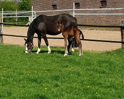 jumper Charlize vF (Oldenburg show jumper, 2019, from Clarimo Ask)